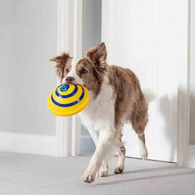 Pet Dogs Sounding Disc Toy Online